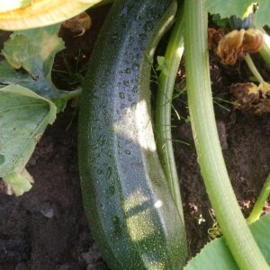 Zucchini