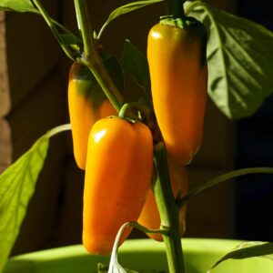Paprika