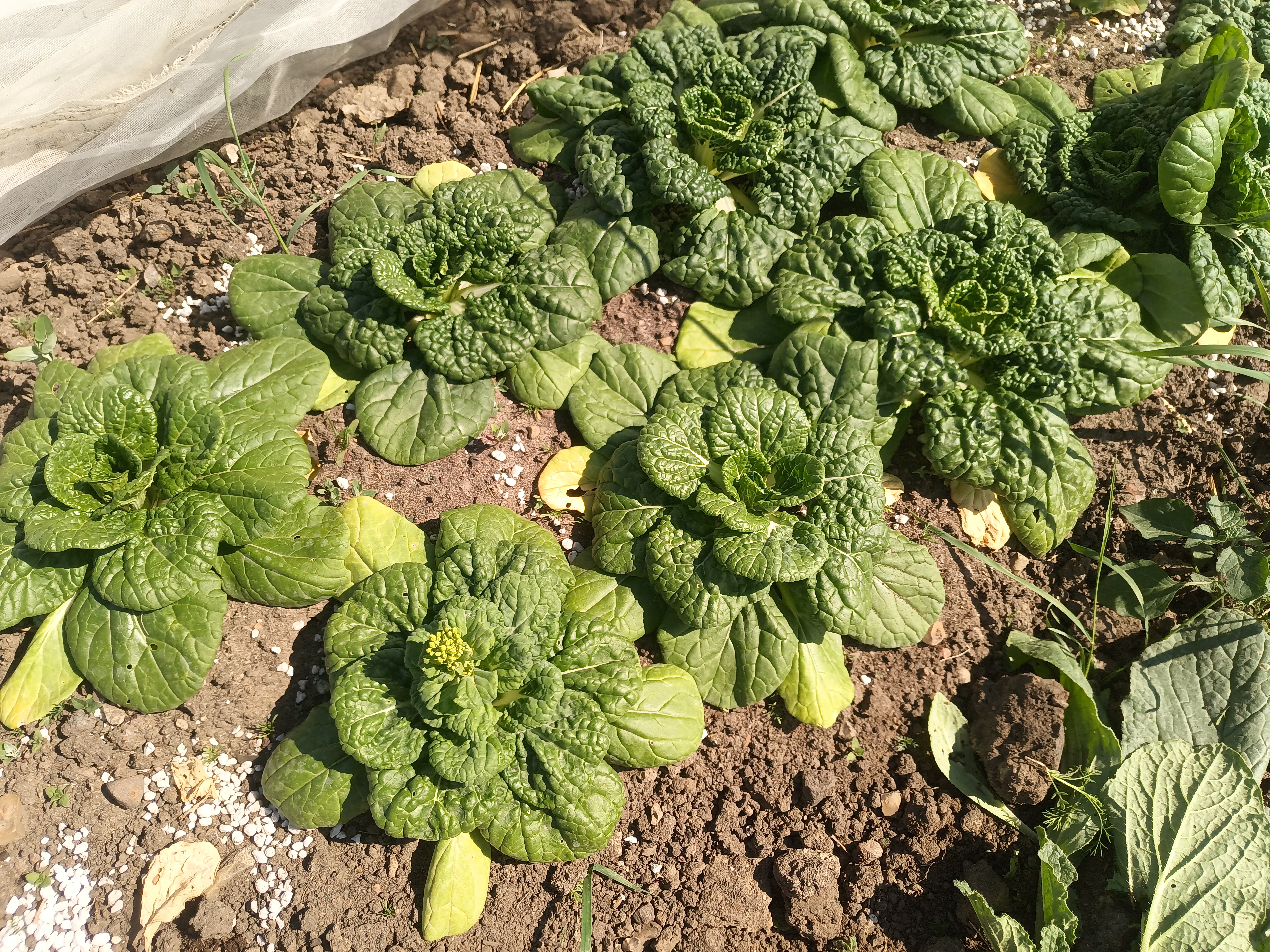 Pak Choi